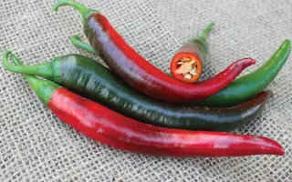 Jafar / Джафар