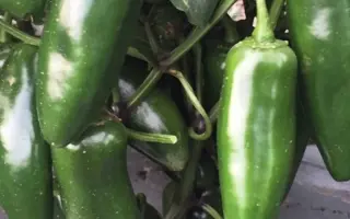 Cuatrero / Куатреро