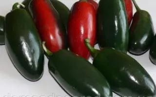 MOJAVE / МОДЖАВЕ