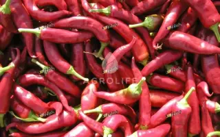 Ohnivec / Огнівец