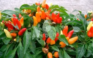 Oraneta / Оранета