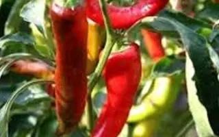 Poseidon / Посейдон