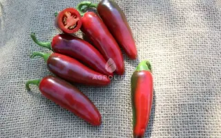 Ragnar / Рагнар