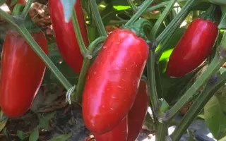 Forajido / Форахідо