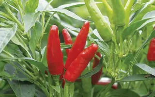 High Fly / Хай Флай