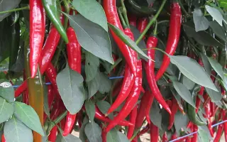 Shakira / Шакіра