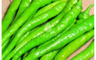 Ilica / Ілліча