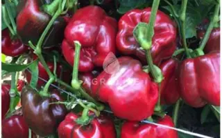 Almirante / Алміранте