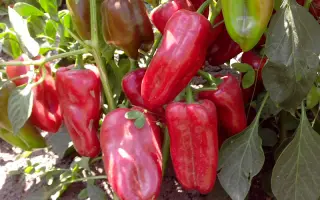 Amaretta / Амаретта