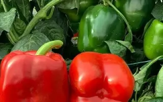 AMAROK / АМАРОК