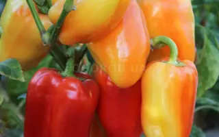 Andrea / Андреа