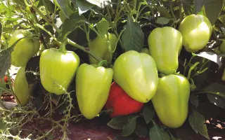 Anetta / Анетта