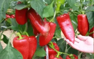 Ariadni / Аріадні