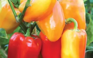 Barbie F1 / Барбі F1