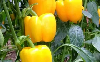 Bachata / Бачата