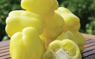 Belladonna F1 BS / Белладонна F1