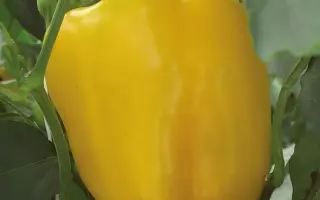 Bentley / Бентлі