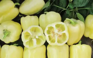 Blancina / Бланчіна