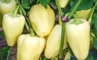 Blondy F1 / Блонді F1