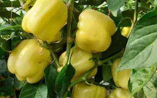 Valahia / Валахія