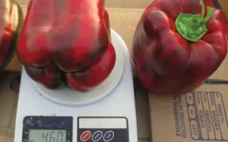 Vanguard / Вангард