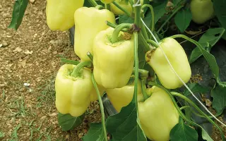 Vedrana / Ведрана