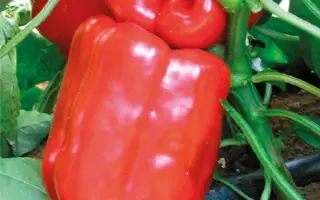 Hercules F1 / Геркулес F1