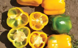 Gualda / Гуалда