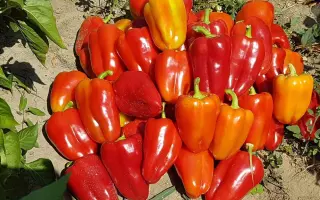 Daciana / Даціана