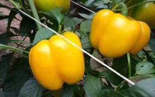 Devito / Девіто