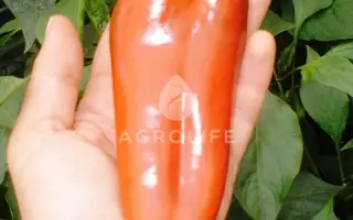 Demetra / Деметра