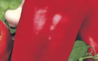 Denise F1 / Деніс F1