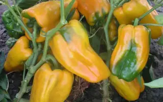 Gemini / Джеміні