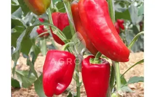 Gypsy F1 / Джипсі F1