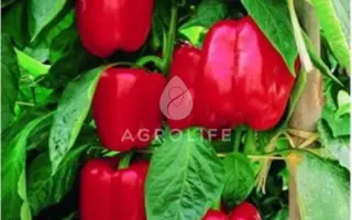 Diagoras / Діагорас