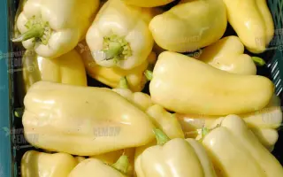 Dimentio F1 / Діментіо F1