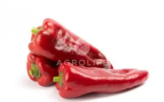 Dinamica / Дінаміка