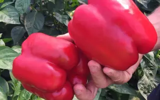 Dragoney / Драгоні