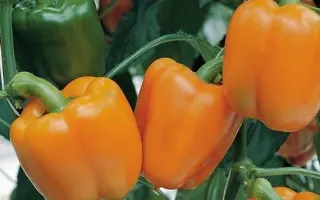 DSP 7054 / ДСП 7054