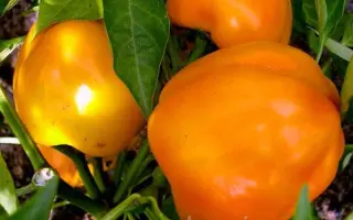 Злато скіфів