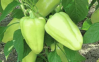 Ivetta / Іветта