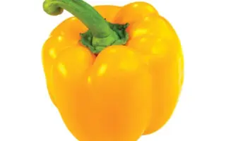 Ilanga F1 / Іланга F1