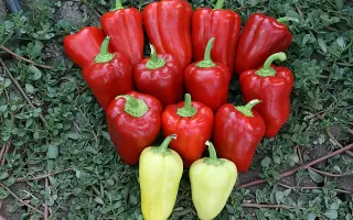 Kantatta / Кантатта