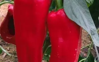 Kaptur / Каптур