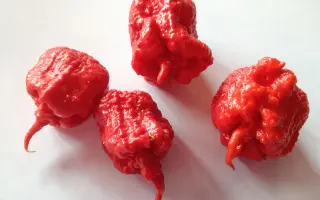 Karpex / Карпекс