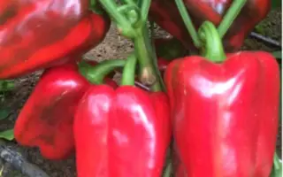 Clarany / Клерені