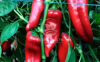 KORNELYA / КОРНЕЛІА