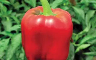 Crimson King / Крімсон Кінг