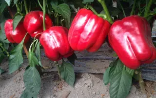 CRUSADER / КРУСАДЕР