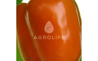 Kubista / Кубіста